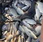 живая рыба-карп в Рязани и Рязанской области